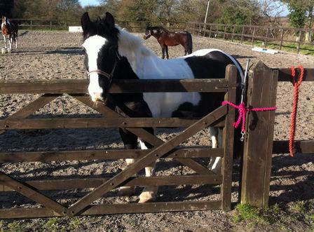 13.3/14hh rising 4 piebald gelding